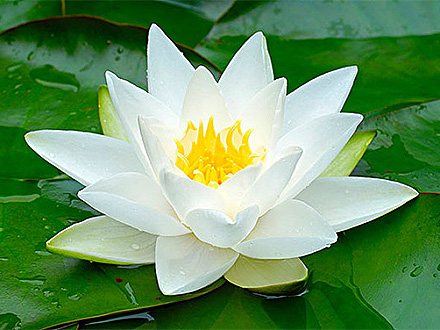 福布斯Forbos官网